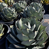 Agave Parryi Truncata Plant, Cold Hardy