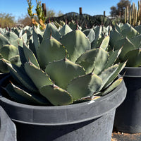 Agave Parryi Truncata Plant, Cold Hardy