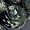 Agave Parryi Truncata Plant, Cold Hardy