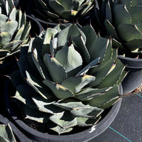 Agave Parryi Truncata Plant, Cold Hardy