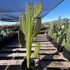 Cowboy Prickly Pear Cactus Plant