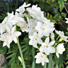 Narcissus - Paperwhite Nir (17+ cm) By Easy To Grow Bulbs