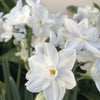 Narcissus - Paperwhite Ziva (17+ cm Bulbs) By Easy To Grow Bulbs