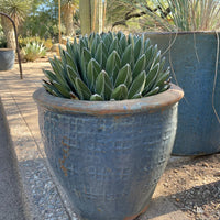 Queen Victoria Agave, Succulent Plant