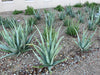 Aloe Barbadensis, Aloe Vera Landscape Succulent Plant