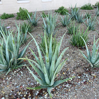 Aloe Barbadensis, Aloe Vera Landscape Succulent Plant