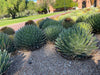 Queen Victoria Agave, Succulent Plant