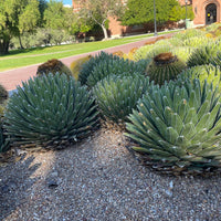 Queen Victoria Agave, Succulent Plant