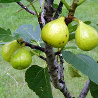 Ficus carica,  'Ischia' Fig Tree Live Fruit Plant