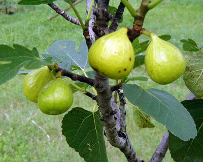 Ficus carica,  'Ischia' Fig Tree Live Fruit Plant