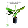 Ice Cream Blue Java Banana Plant