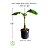 Ice Cream Blue Java Banana Plant