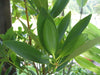 Illicium Verum 20 Seeds, Fragrant Chinese Star Anise Shrub Tree Badian Spice