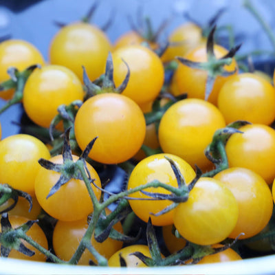 Igleheart Yellow Cherry Tomato Seeds, Sweet & Rich Garden Vegetables