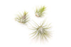 XL Tillandsia Ionantha Guatemala Air Plants - Set of 10 or 20