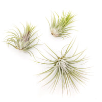 XL Tillandsia Ionantha Guatemala Air Plants - Set of 10 or 20