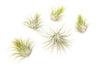 XL Tillandsia Ionantha Guatemala Air Plants - Set of 10 or 20