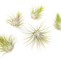 XL Tillandsia Ionantha Guatemala Air Plants - Set of 10 or 20