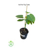 Ficus carica,  'Ischia' Fig Tree Live Fruit Plant