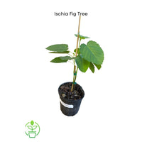 Ficus carica,  'Ischia' Fig Tree Live Fruit Plant