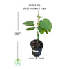 Ficus carica,  'Ischia' Fig Tree Live Fruit Plant