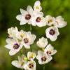 Ixia 80 Bulbs - Magic Wand Mix By Easy To Grow Bulbs