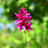 Ixia 80 Bulbs - Magic Wand Mix By Easy To Grow Bulbs