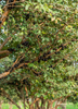 Plinia cauliflora, Brazilian Grape Tree, Jabuticaba - Live Plant
