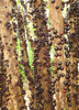 Plinia cauliflora, Brazilian Grape Tree, Jabuticaba - Live Plant