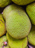 Artocarpus heterophyllus, Jackfruit ‘Orange Crush’ Tree Live Plant