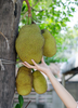Artocarpus heterophyllus, Jackfruit 'Black Gold' Live Plant