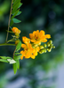 Senna occidentalis, Jamaican Dandelion - Live Plant