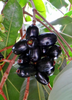 Syzygium cumini, Jamun Java Plum Fruit Tree- Live Plant