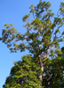 Syzygium cumini, Jamun Java Plum Fruit Tree- Live Plant