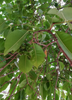 Syzygium cumini, Jamun Java Plum Fruit Tree- Live Plant