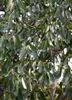Syzygium cumini, Jamun Java Plum Fruit Tree- Live Plant