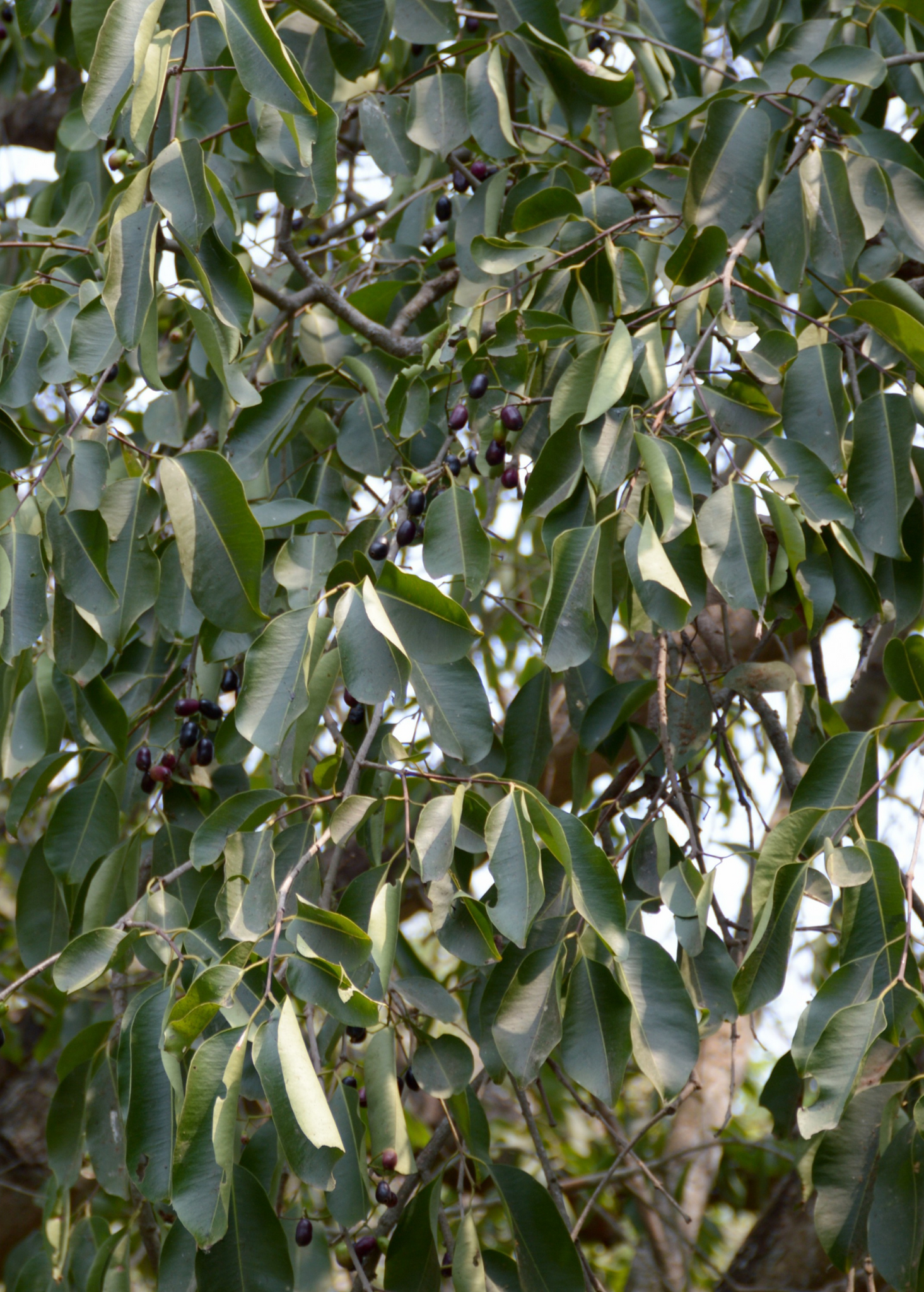 Syzygium cumini, Jamun Java Plum Fruit Tree- Live Plant | The Plant ...