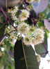 Syzygium cumini, Jamun Java Plum Fruit Tree- Live Plant