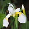 Japanese Iris 5 Rhizomes - Zen Garden Mix By Easy To Grow Bulbs
