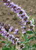 Schizonepeta tenuifolia, Japanese Catnip Medicinal Herb - Live Plant
