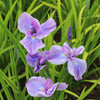 Japanese Iris 1 Rhizome - Geisha Girl By Easy To Grow Bulbs