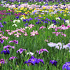 Japanese Iris 5 Rhizomes - Zen Garden Mix By Easy To Grow Bulbs