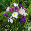 Japanese Iris 5 Rhizomes - Zen Garden Mix By Easy To Grow Bulbs