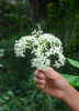 Sambucus canadensis, Florida Native Edible Elderberry Shrub - Live Plant