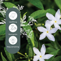 Jasmine Grandiflorum Absolute By Plant Therapy