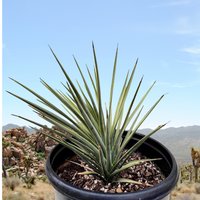 Yucca Brevifolia, Succulent Plant Joshua Tree