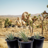 Yucca Brevifolia, Succulent Plant Joshua Tree