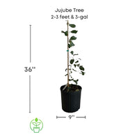 Ziziphus mauritiana, Jujube Tree, Live Grafted Plant
