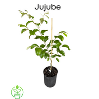 Ziziphus mauritiana, Jujube Tree, Live Grafted Plant