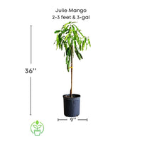Mangifera indica 'Julie' Dwarf Mango Tree, Grafted Live Fruit Plant